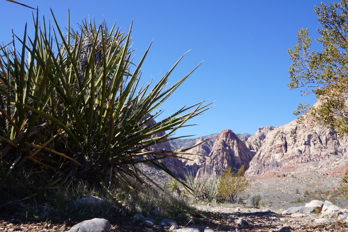 The Cat in the Hat in the distance